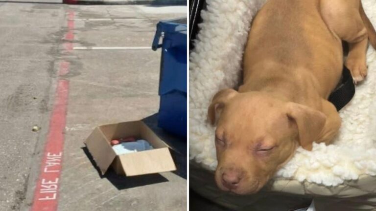 Texas Woman Follows Her Dogs To A Box Left By A Dumpster And Faces A Heart-Stopping Moment