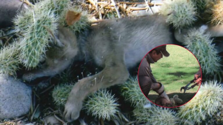 Arizona Woman Finds ‘Puppy’ Covered In Cacti In Her Flower Pot, Then Realizes The Shocking Truth