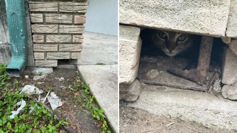 Florida Woman Finds A Tiny Kitten Squeezed Into A Wall Hole And Drops Everything To Save Her