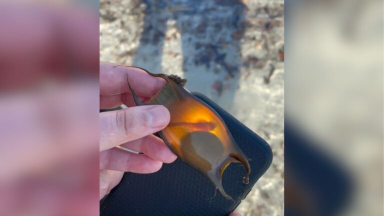 Woman Picks Up Mysterious Object On Florida Beach And Notices A Detail That Changes Everything