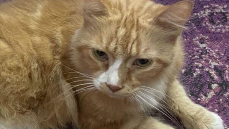 North Carolina Woman Finds Neighbor’s Cat Struggling Outside And Is Shocked By What They Did