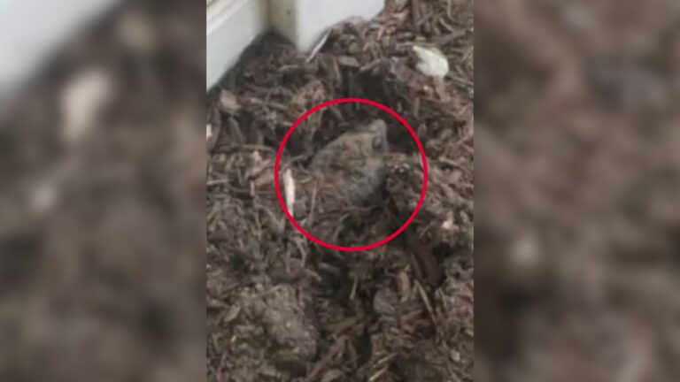 NY Woman Saw Brown Shape Hidden Under Mulch And The Next Moment Took Her By Surprise