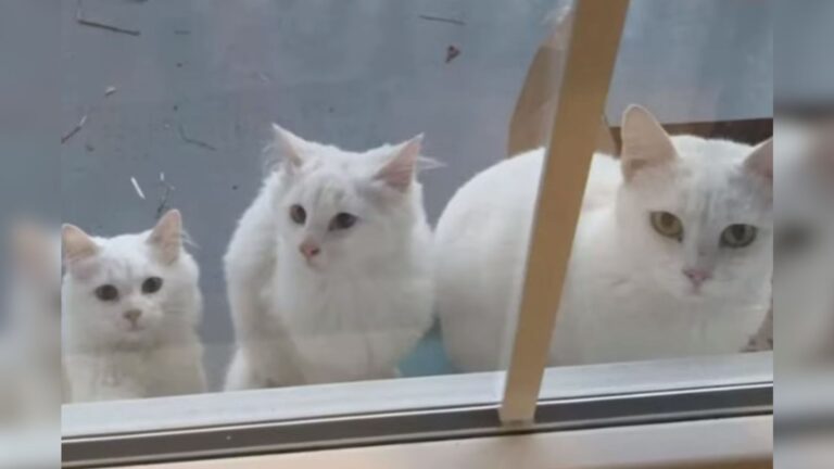 North Carolina Woman Finds Cat With Two Kittens On Her Doorstep And An Extra Little Surprise
