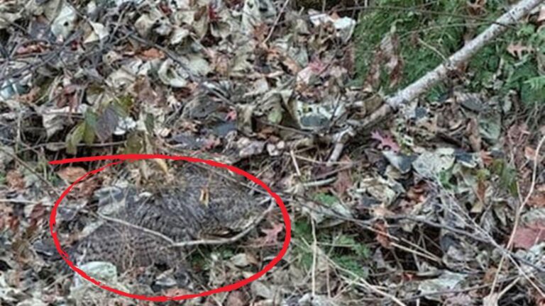 Pennsylvania Woman Follows Her Dog To A Pile Of Leaves And Spots A Flicker Of Movement Under It