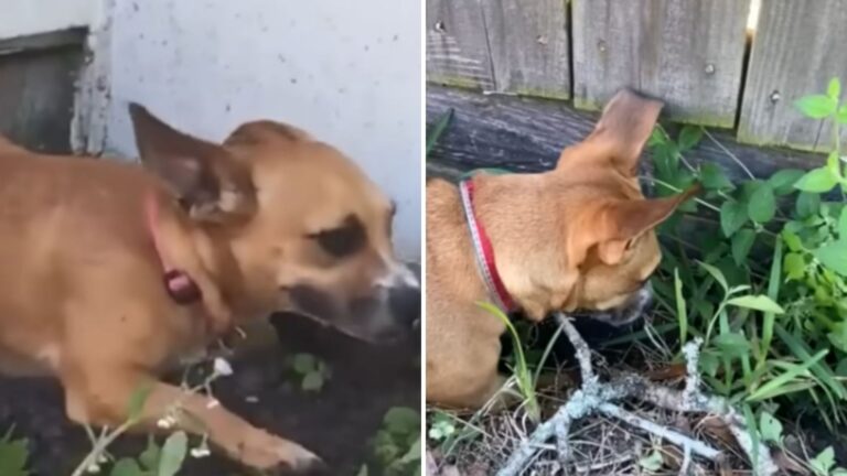 Virginia Woman Follows Her New Puppy And Makes A Precious Discovery In The Grass