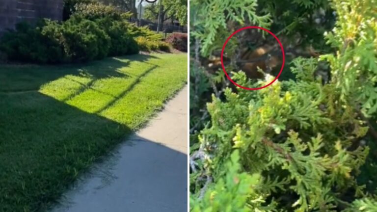 Missouri Woman Followed Squeaky Sounds To The Bushes, The Moment That Followed Was Unforgettable