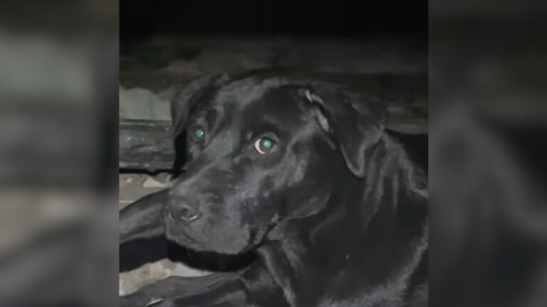 Florida Woman Follows Stray Dog To A Hidden Crawl Space And Carefully Checks It Out