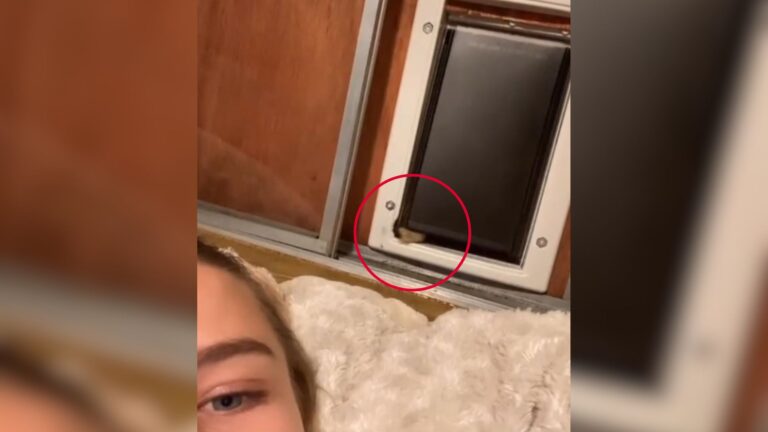 Ohio Woman Comes Face-To-Face With Unexpected Guest In Her Bed After Installing Cat Door
