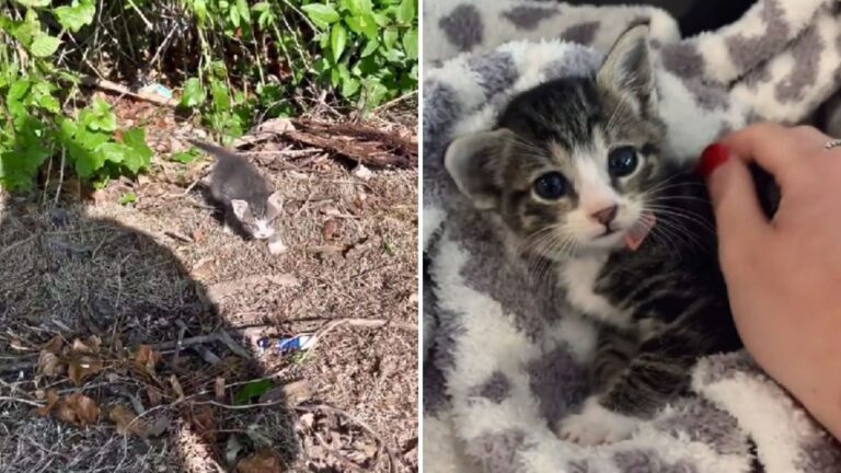 Texas Woman Hears Distressed Cries In Parking Lot, Then Furry Little Soul Comes Out Of Bushes