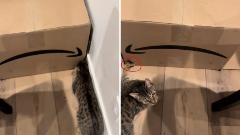 Washington Woman Hears Her Cats Crying Frantically And Is Left Speechless By What She Sees