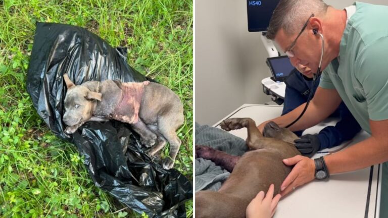 Puppy Found Lying On Trash Bag In Texas Reveals A Shocking Reality No One Was Ready To Face