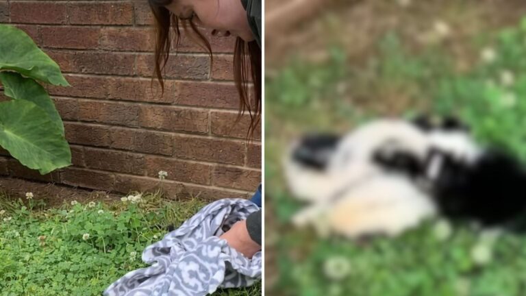 South Carolina Driver Makes Sudden U-Turn After Spotting Something Fuzzy On The Road