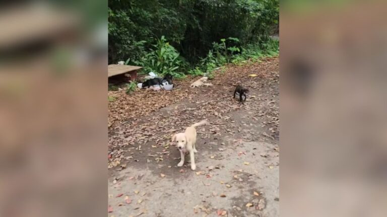 Woman Spots ‘A Pile Of Fur’ By The Roadside In Puerto Rico And Decides To Take A Closer Look