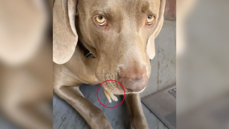 Chicago Woman Sees Tiny Legs Dangling From Her Dog’s Mouth And Starts Freaking Out