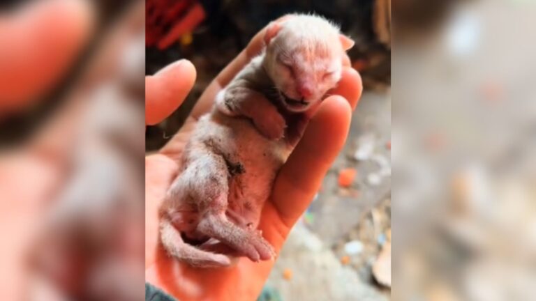 Texas Woman Notices A Small Lifeless Creature Among Trash, Then A Soft Cry Changes Everything