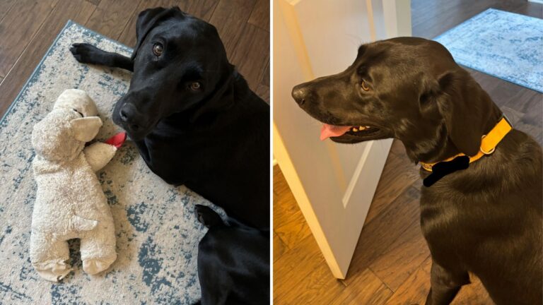 Oregon Woman Picks Up Her Dog From Daycare, But Once At Home, Things Suddenly Go Terribly Wrong