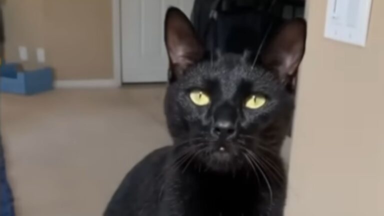 Woman Called San Diego Shelter To Adopt Least Adoptable Cat, Not Prepared For What Came Next