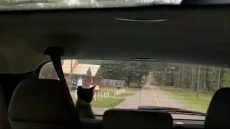 Woman Driving On Remote Louisiana Road Spots Tiny Eyes In Rearview Mirror And Stops In Shock