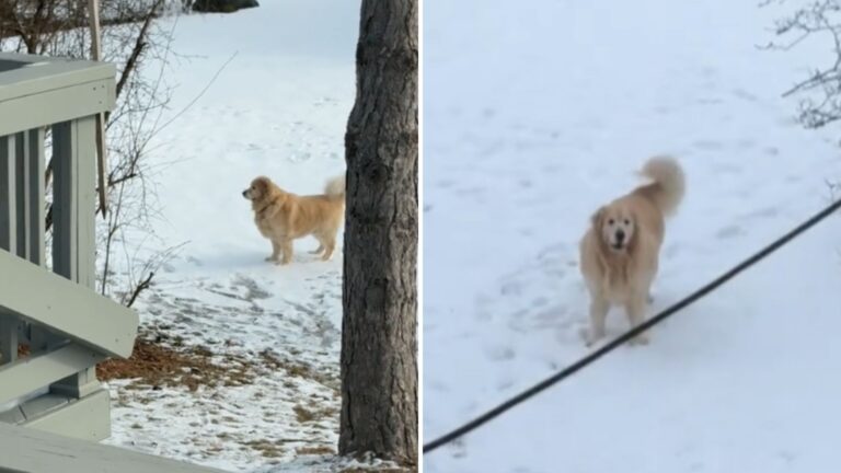 Michigan Woman Notices Dog Barking Outside Her Home And Melts When She Realizes What He’s Doing