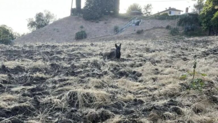California Woman Keeps Seeing Mysterious Figure Watching Her From Hillside And Starts To Panic