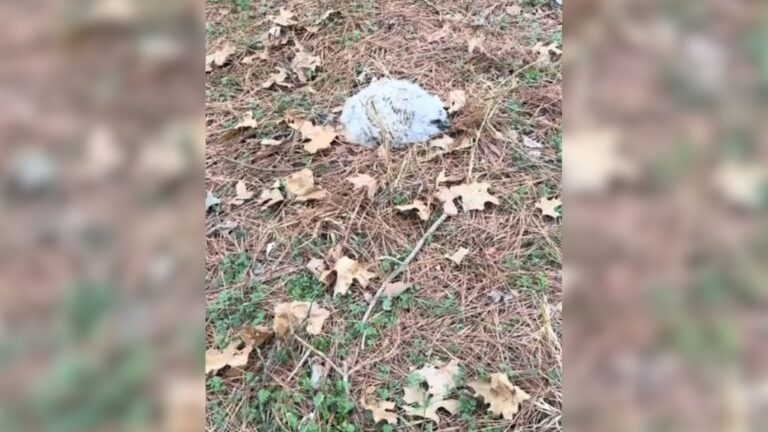 Dogs’ Sudden Barking Alert Their Mom To A Tiny Patch Of Fluff Lying On The Ground In Arkansas