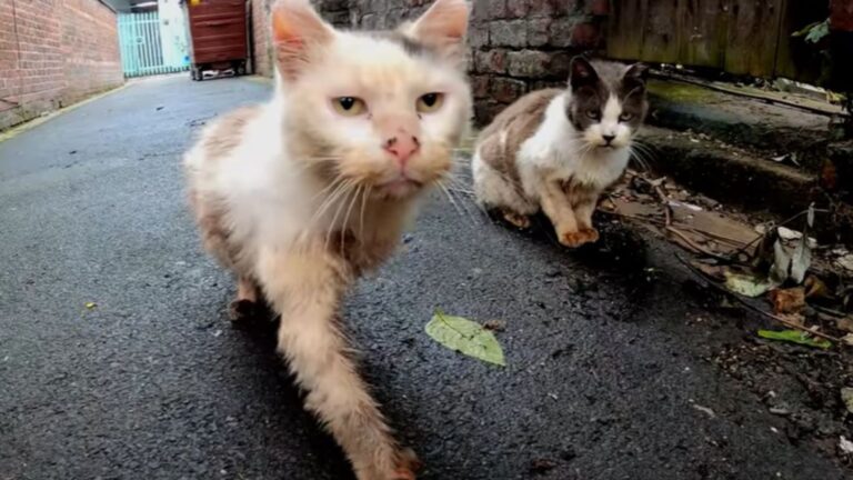 NY Woman Rescues Two Bonded Senior Cats Soaked In Rain, Only To Face Heartbreak The Next Day