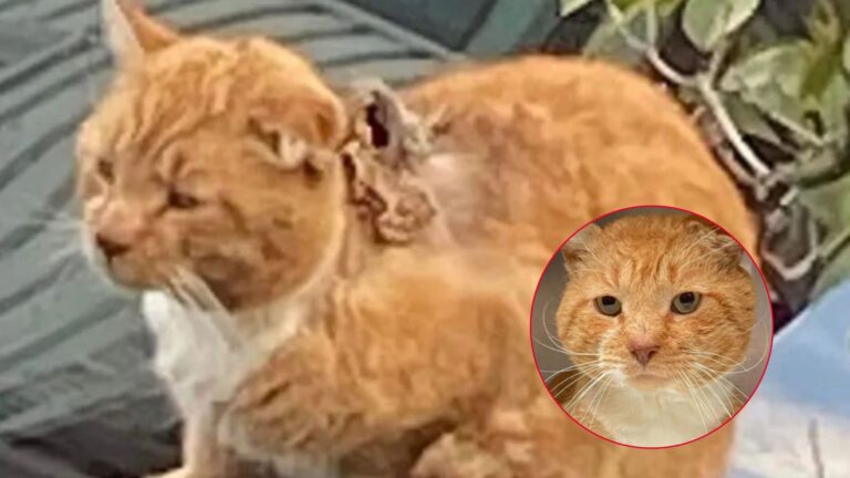 New Jersey Woman Notices A Struggling Stray Cat And Her Heart Breaks When She Steps Closer