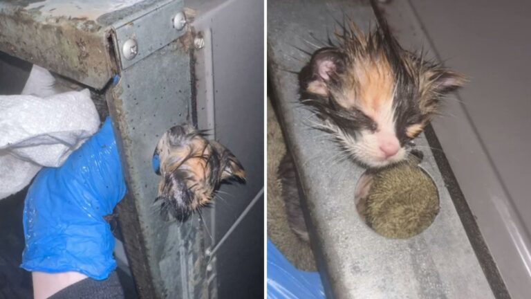Video Call Over A Tiny Kitten Trapped In AC Turns Into An Emotional Rescue In Arizona