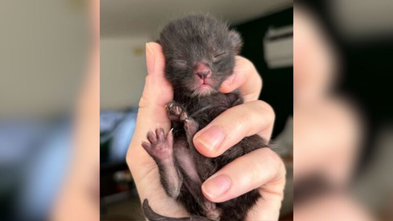 Hawaii Woman Saves Tiny Kitten Facing Euthanasia And Now The Little One Thinks She’s Her Mom