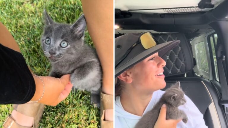 California Woman Sees A Gray Blur Darting Across A Busy Road And Rushes Out Of Her Car