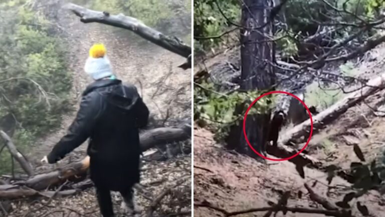 Woman Hiking With Her Dog In LA Woods Spots Movement On Cliffside And Goes To Check