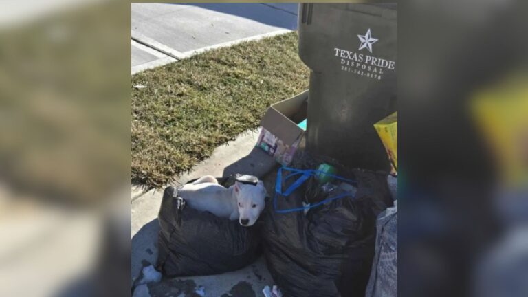 Texas Woman Notices Something On Discarded Bag By The Trash, What She Finds Is Just Too Painful