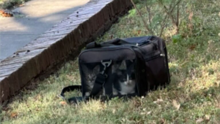 Texas Woman Notices A Strange Carrier On Her Lawn, Then Hears Desperate Cries From Inside