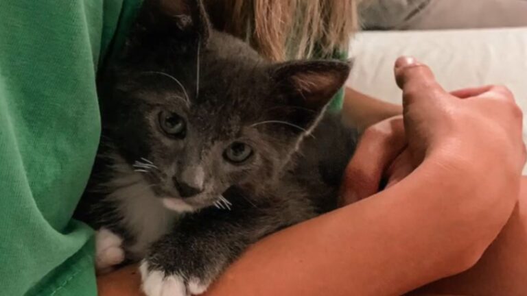California Woman Adopts Rescue Kitten, Then Notices Strange Signs And Realizes Something’s Wrong