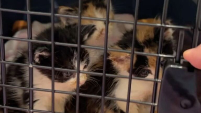 LA Woman Takes In Three Kittens In Critical Condition And Knows She Must Act Fast