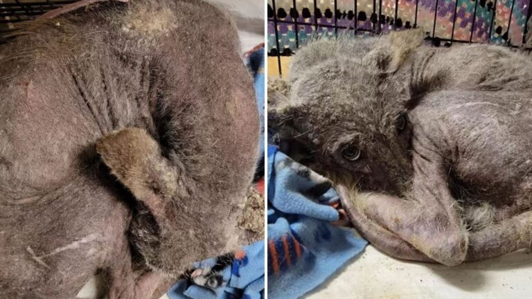 Odd Paw Prints In The Snow Lead Pennsylvania Woman To A Wild Discovery At Her Basement Door