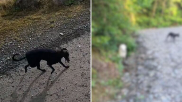 Virginia Woman Walking Her Dog Sees White Creature Stuck In Ditch And Can’t Believe What It Is