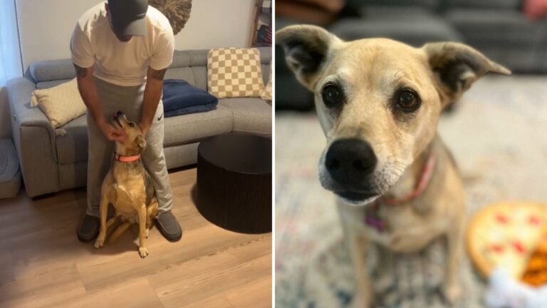 Arizona Couple Runs DNA Test On Their Rescue Dog, Not Prepared For The Shocking Results