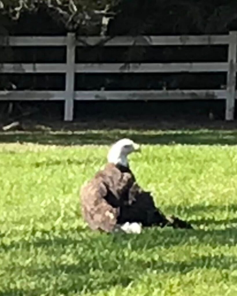 bald eagle on the grass