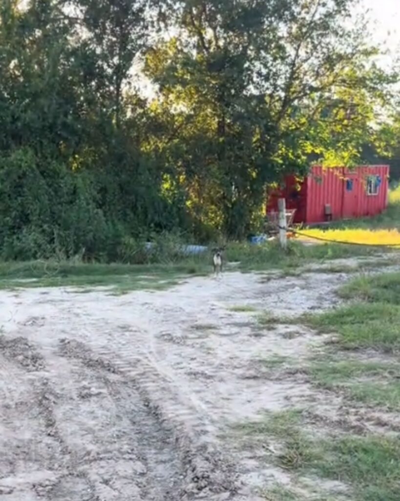dog standing in front of trailer