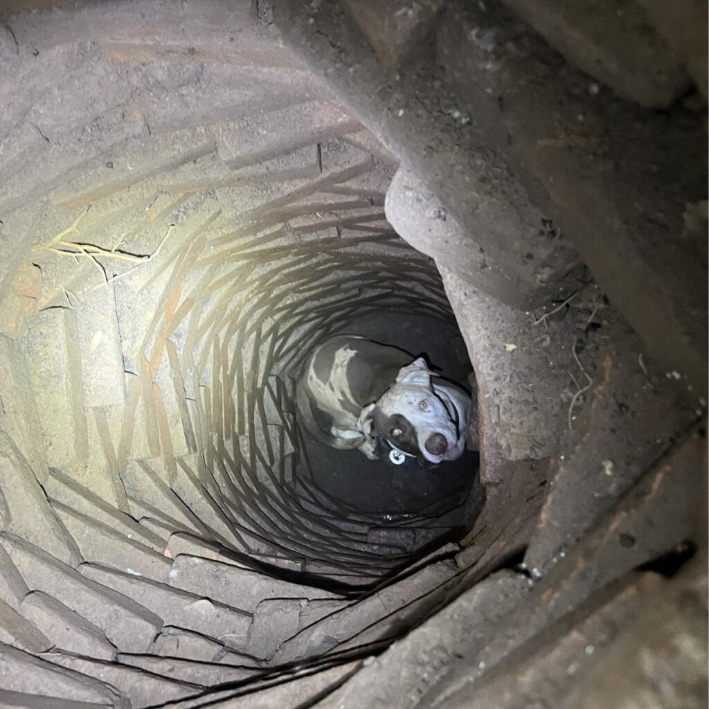 dog stuck in well