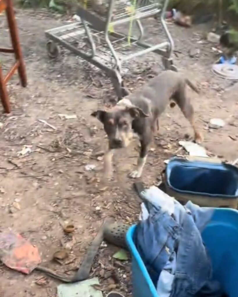 dog walking beside trash
