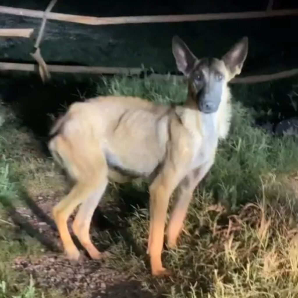 dog standing and looking anxious