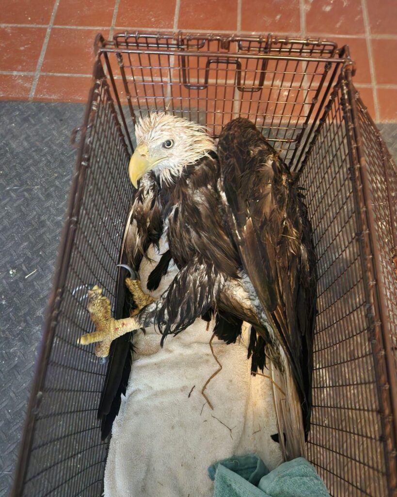 bald eagle in a cage