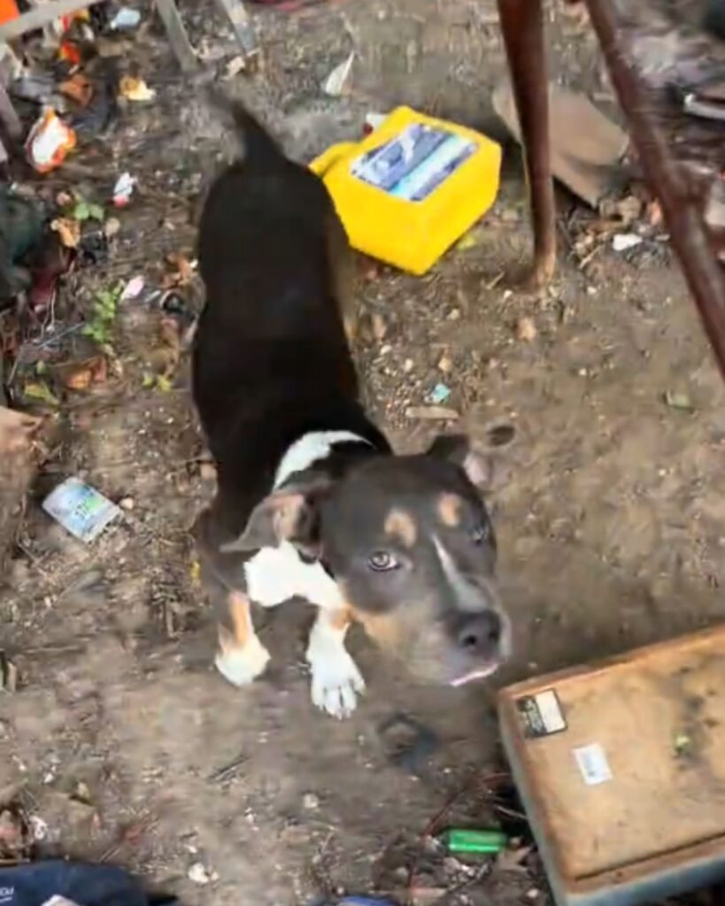 dog standing and looking up