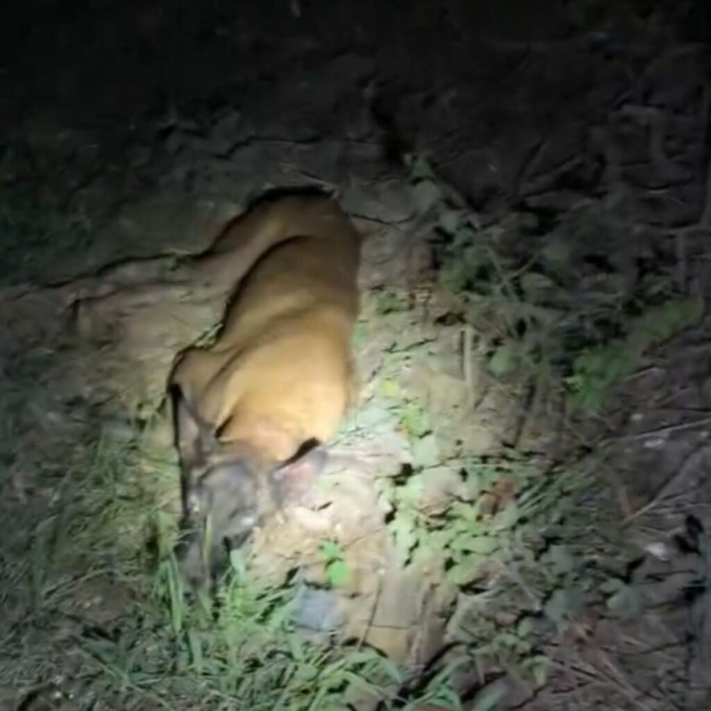 dog lying motionless on the ground