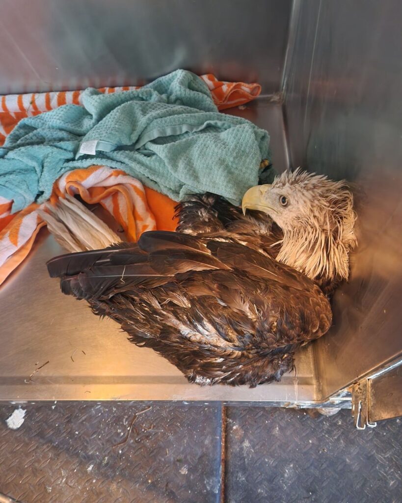 bald eagle in a kennel