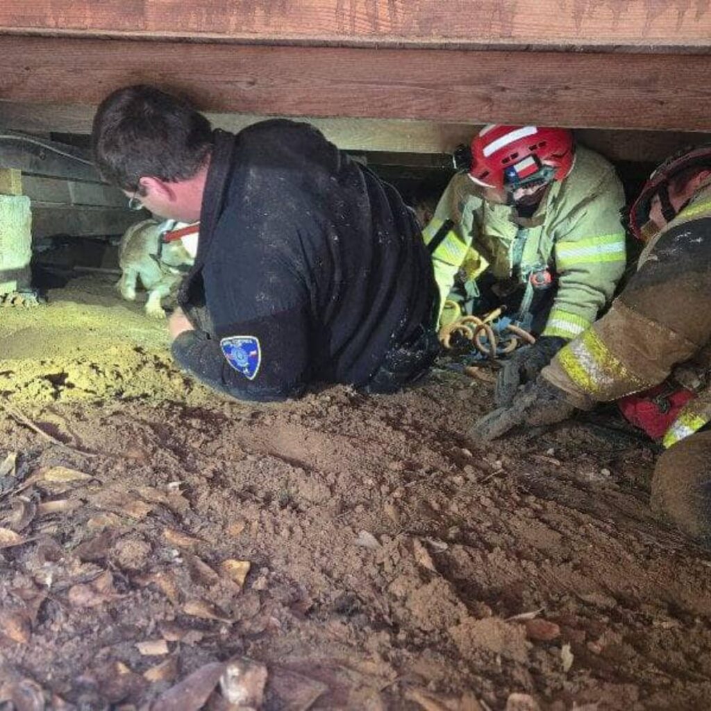rescuers pulling a dog out under a house