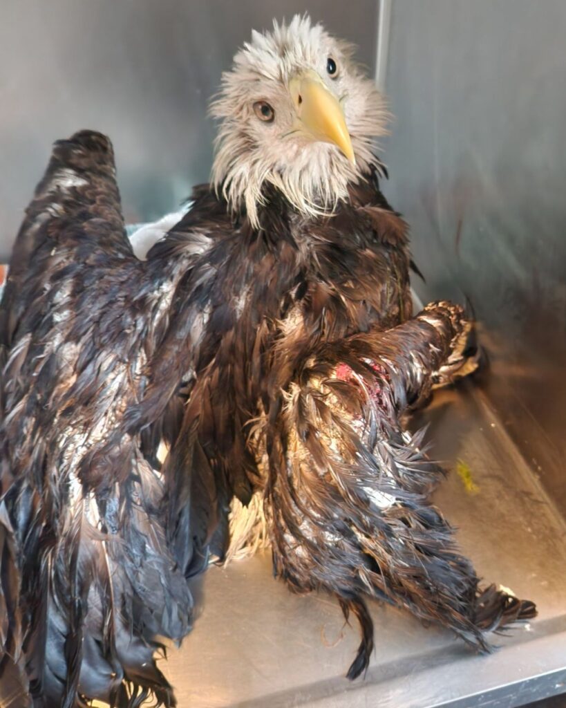 bald eagle sitting in a kennel