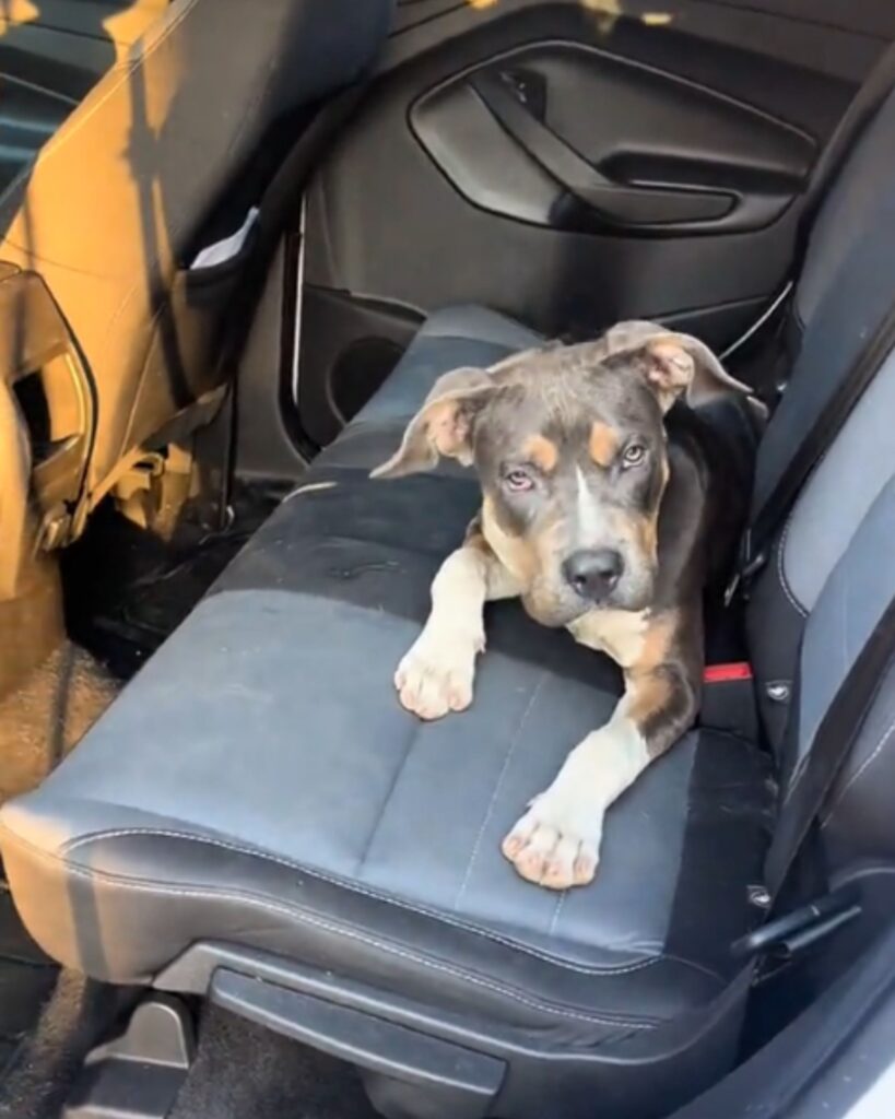 dog lying in backseat